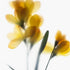 Yellow Freesia Floral Art Print